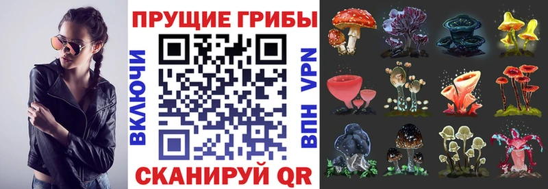 Псилоцибиновые грибы Psilocybe  Тавда 